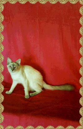 Blue-Lynx Point Javanese