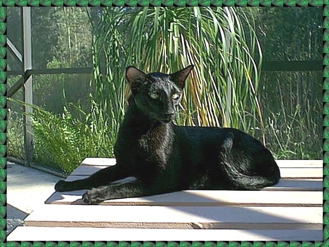 Ebony