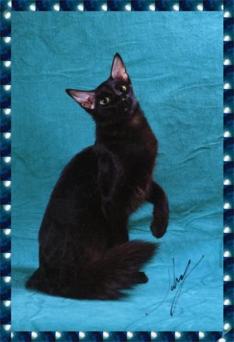 Ebony Oriental Longhair