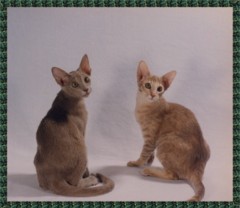 Solid Lavender & Lavender-Cream Tabby