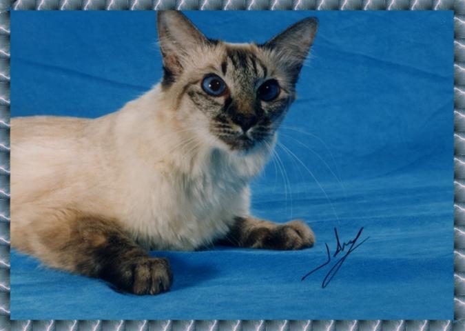 Seal-Lynx Point Javanese