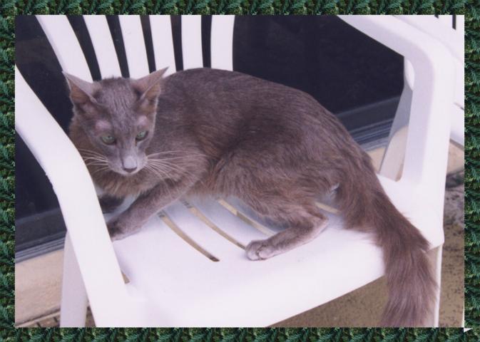 Lavender Oriental Longhair
