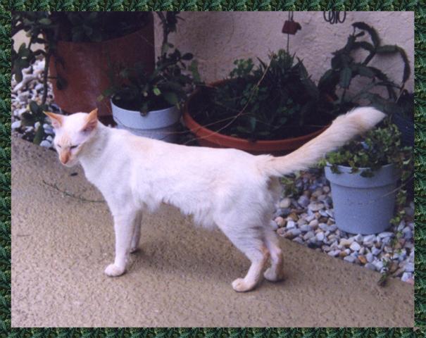 Red-Lynx Point Oriental 
Longhair