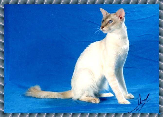 Lilac-Lynx Point Javanese