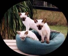 Siamese kittens