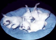 Little babies!