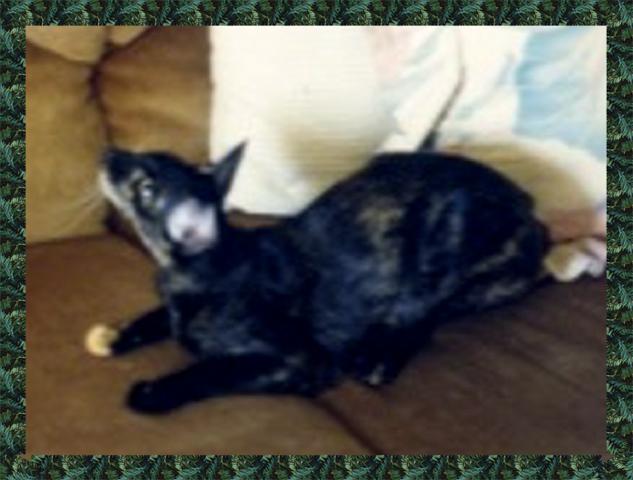 Ebony Tortoiseshell