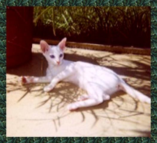 Blue-eyed White