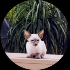 Blue Point Siamese