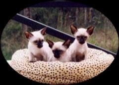 Seal Point Siamese