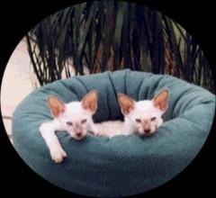 Lilac Point Siamese