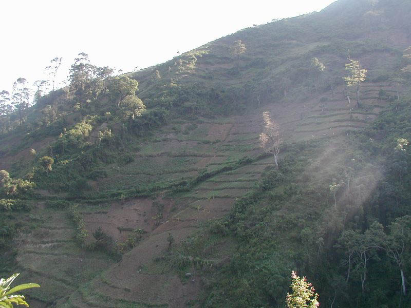 Agriculture