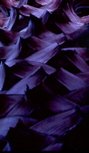 Palm Photo by Scott Tucker