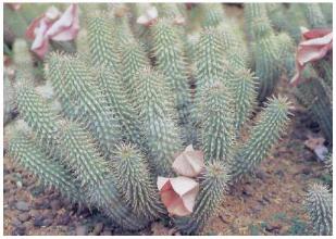 Weight loss. African plant hoodia help fight fat.