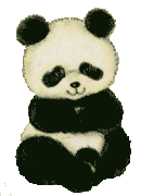 baby panda