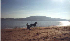 horse on beach