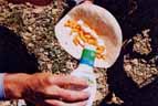Sunburn prepares cheezies and ranch dressing over tortilla for lunch