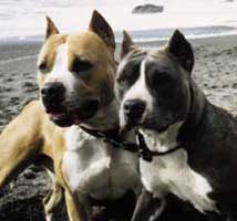 A Day at the Beach
