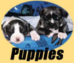 Puppies