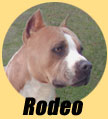 Rodeo