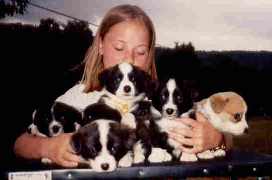 armful_of_puppies.jpg (12418 bytes)