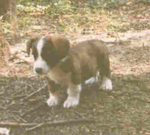 rowdy_puppy_pic.jpg (7260 bytes)
