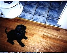 Brittany as a puppy