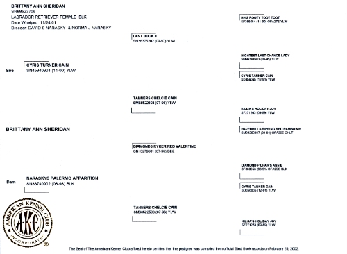 Brittany's Pedigree paper