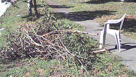 brush pile at curbside after Gabrielle