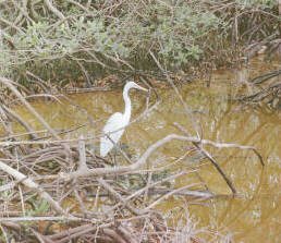 Egret in J.N. 'Ding' Darling Wildlife Refuge