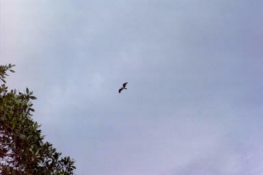 Osprey flying over Darling Wildlife Refuge