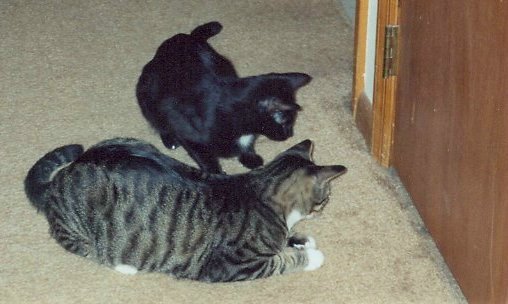 Muffin and Buddie