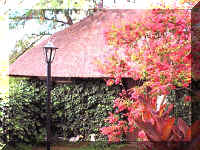 FlowerCot.jpg (46669 bytes)