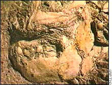 skeleton skull
