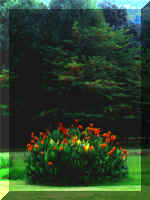 vPCannas.jpg (47755 bytes)