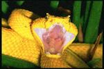 Viper