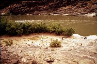 RIGHT - 73.9 MILE (UPPER) CC=40 LEDGES. PLANT ENCROACHMENT NEARBY. 1975. NPS,  BORDEN. 