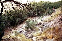 LEFT - 74.3 MILE (UPPER) CC=15. PLANT ENCROACHMENT. MORNING SHADE. 1975. NPS,  BORDEN. 