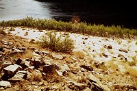 RIGHT - 74.3 MILE (UPPER) CC=30 MORNING SHADE. FIRST RECORDING OF CAMEL THORN. 1975. NPS,  BORDEN. 