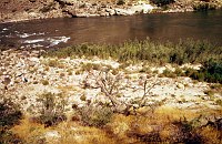 LEFT - 74.9 MILE (LOWER) REJECTED - INVASION BY CAMELTHORN. 1975. NPS,  BORDEN. 