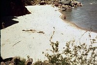 LEFT - GRAPEVINE 81.1 CC=40. ABOVE GRAPEVINE RAPIDS. 1975. NPS,  BORDEN. 