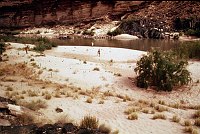 LEFT - 119.7 MILE (LOWER) ACACIA REGENERATING IN CAMPSITE. CC=40 1975. NPS, BORDEN.<br>