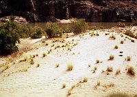 LEFT - 119.7 MILE (UPPER) ACACIA REGENERATING IN CAMPSITE. CC=40 1975. NPS, BORDEN.<br>