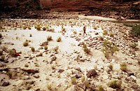 RIGHT - BLACKTAIL CANYON (MIDDLE) CC=40. LONG DISTANCE FROM MOORING TO CAMPSITE. 1975. NPS, BORDEN.<br>