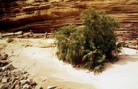 LEFT - 120.2 MILE (UPPER) INCIPIENT EROSION ON BEACH FACE. CC=20. 1975. NPS, BORDEN.<br>