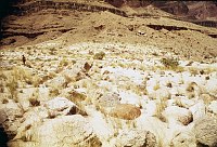 LEFT - LOWER FORSTER CANYON CC=40. UNDESIRABLE. ROCKS. 1975. NPS, BORDEN.<br>