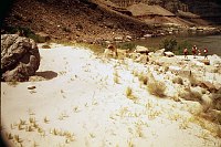 LEFT - 124.5 MILE. CC=40. INVADING. DUNE STABILIZING GRASS. 1975. NPS, BORDEN.<br>