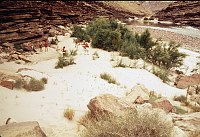RIGHT - 126.3 MILE. CC=40 TAMARISK REGENERATION AT REAR OF BEACH. 1975. NPS, BORDEN.<br>