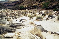 RIGHT - UPPER DUBENDORFF RAPIDS (LOWER) CC=25. SERIOUS PLANT INVASION. 1975. NPS, BORDEN.