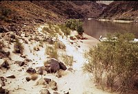 RIGHT - UPPER DUBENDORFF RAPIDS (UPPER) CC=25. SERIOUS PLANT INVASION. 1975. NPS, BORDEN.<br>